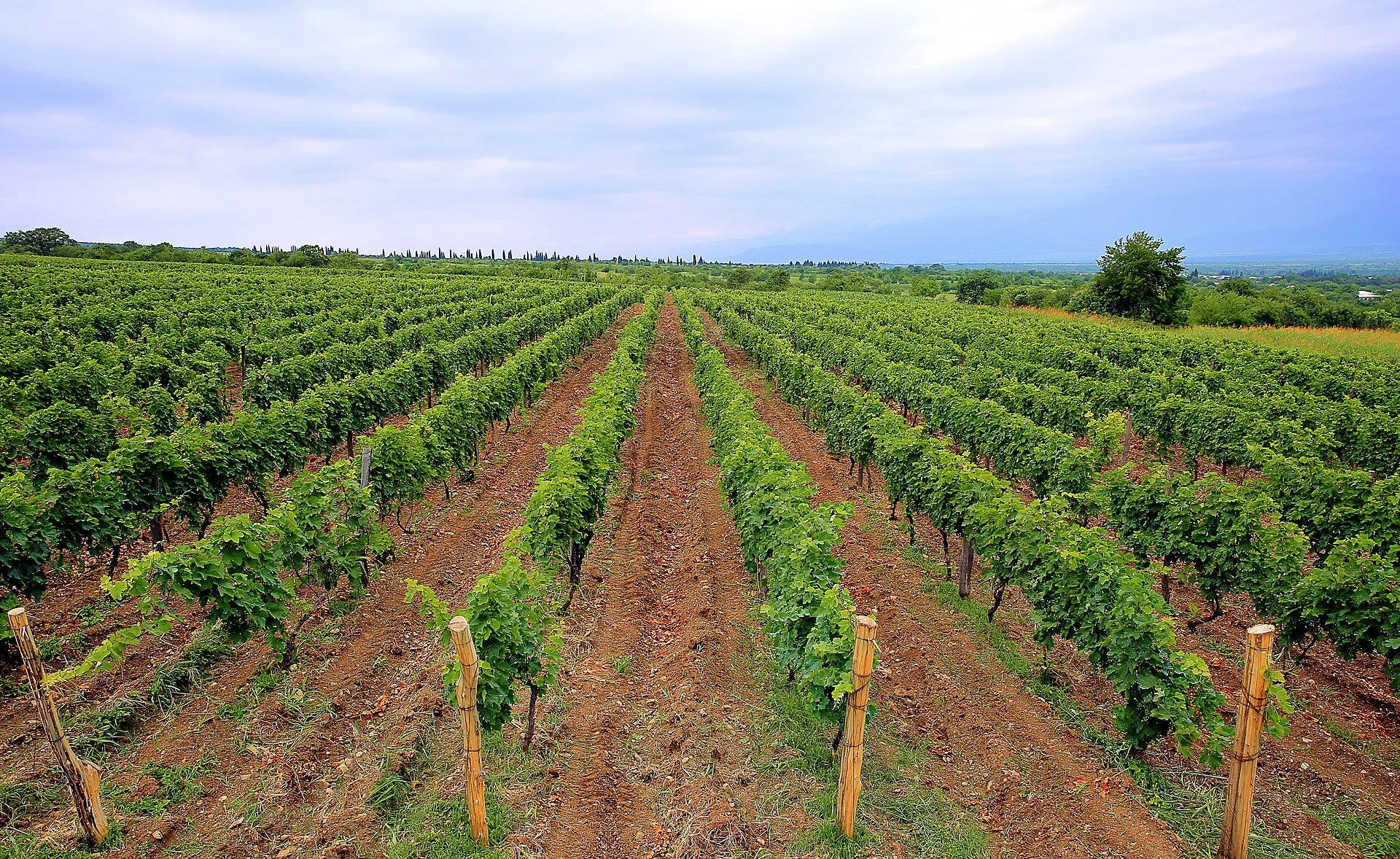 Vineyards below the Caucasus in the Kakheti wine region, Georgia