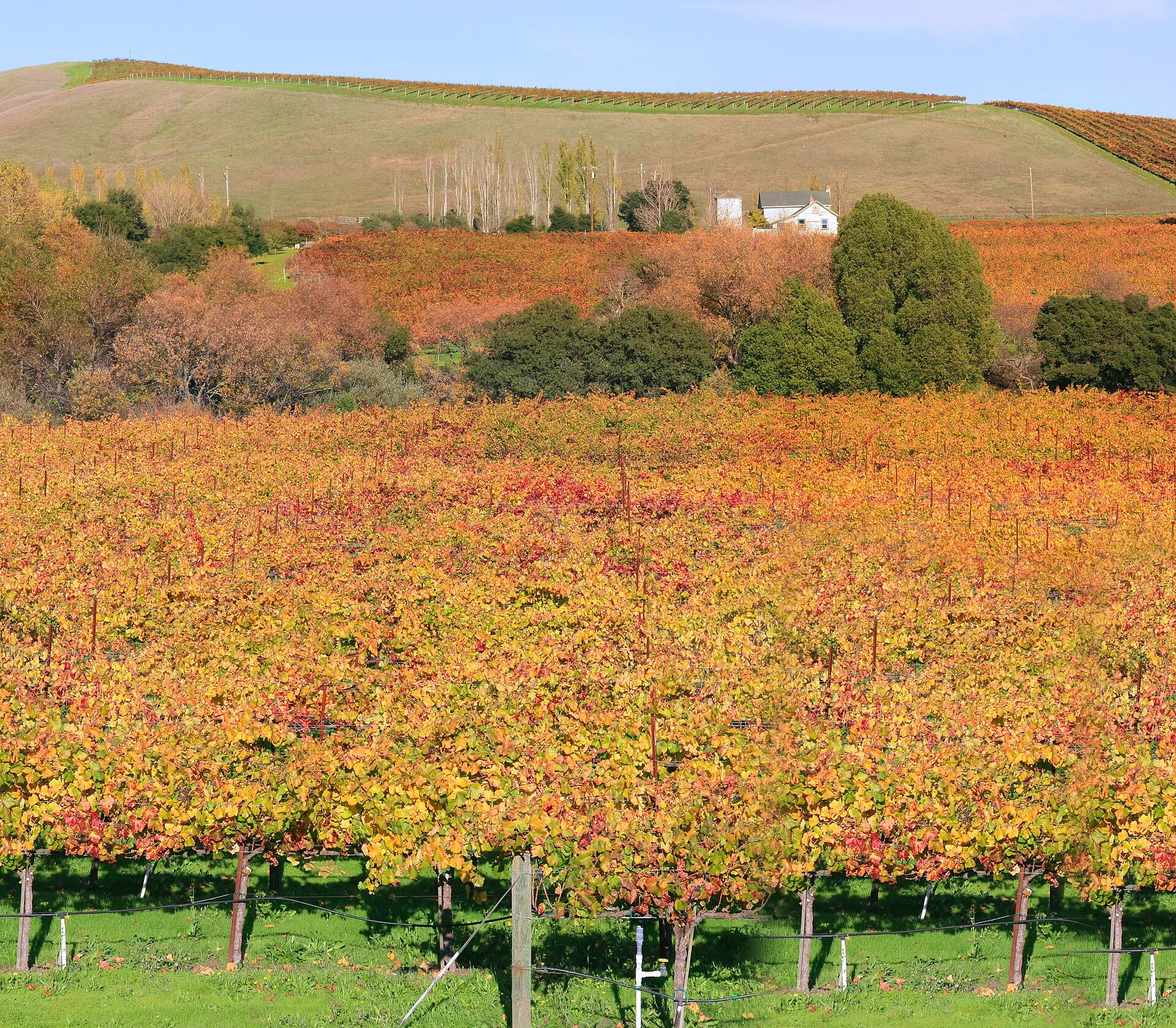 Vineyard rows in the Napa Valley, California