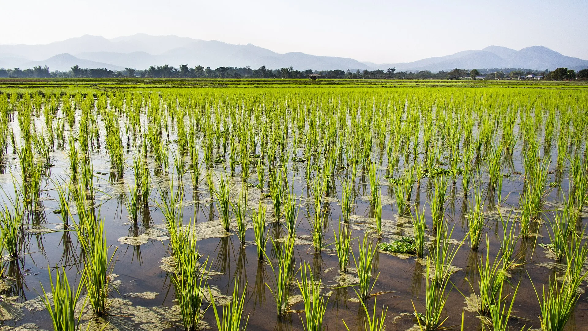 Terraced rice paddies in the countryside of northern Thailand