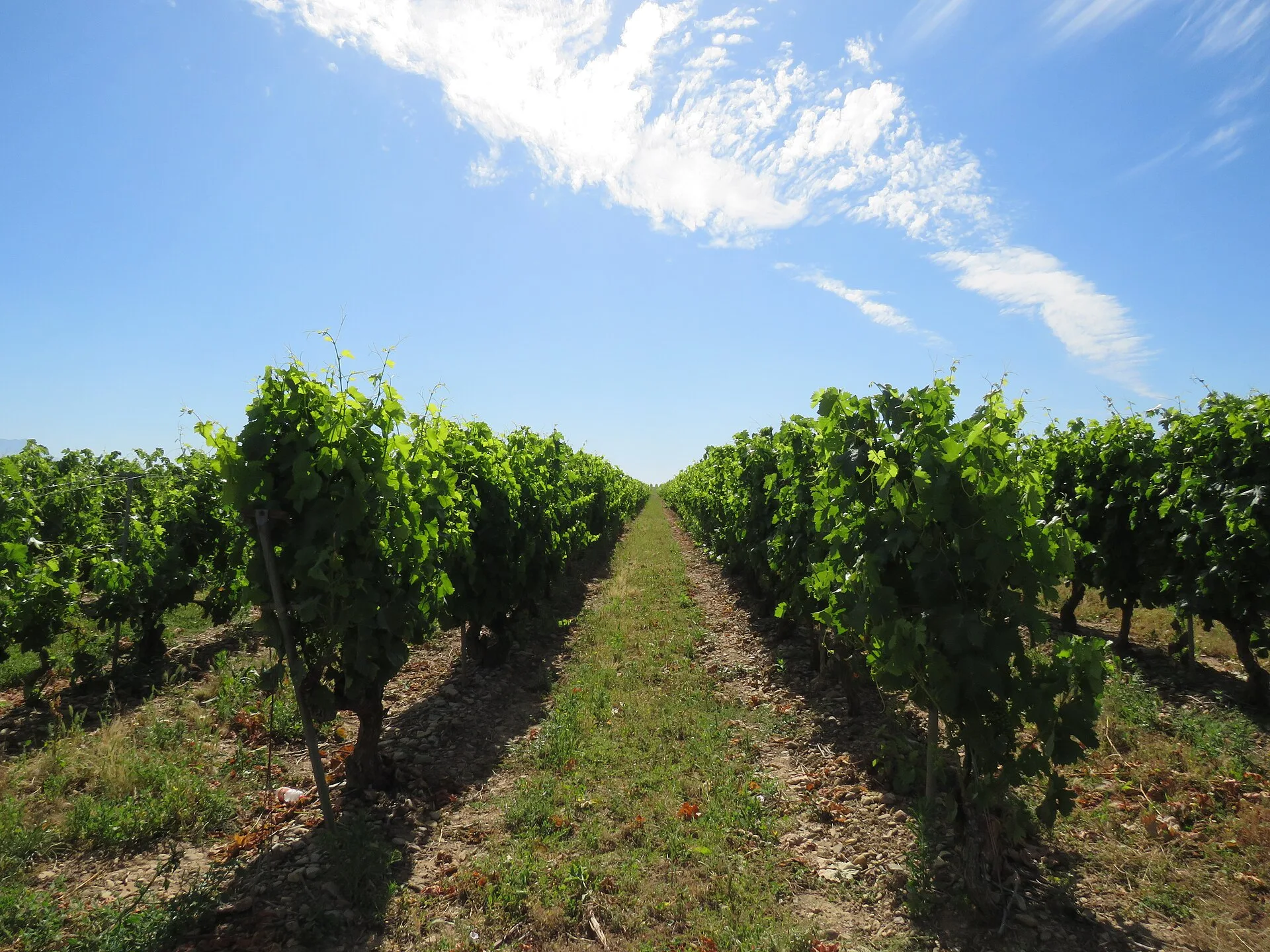 Vineyards below the sierra in La Rioja wine country, Spain