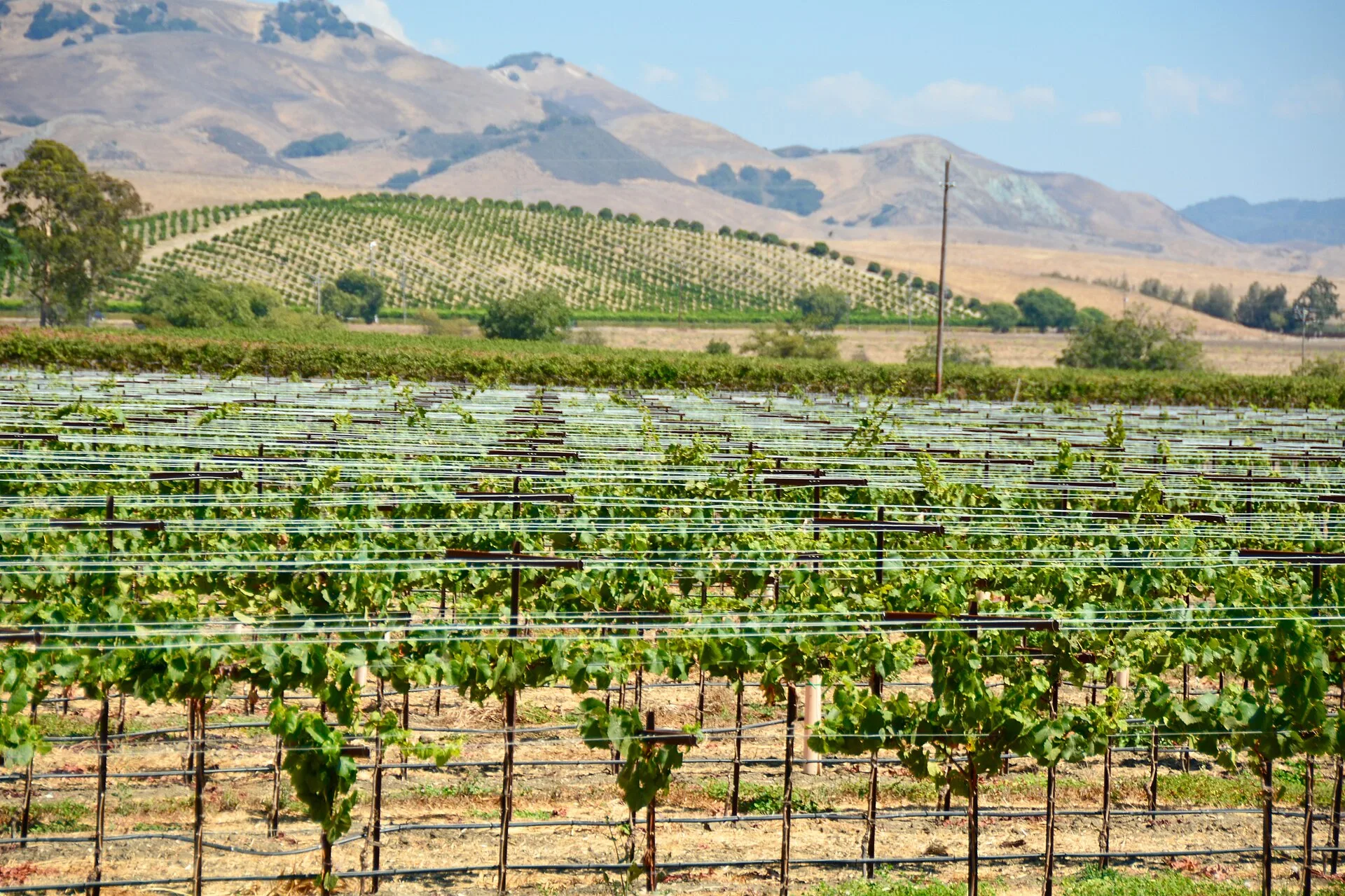 San Luis Obispo / Edna Valley, USA