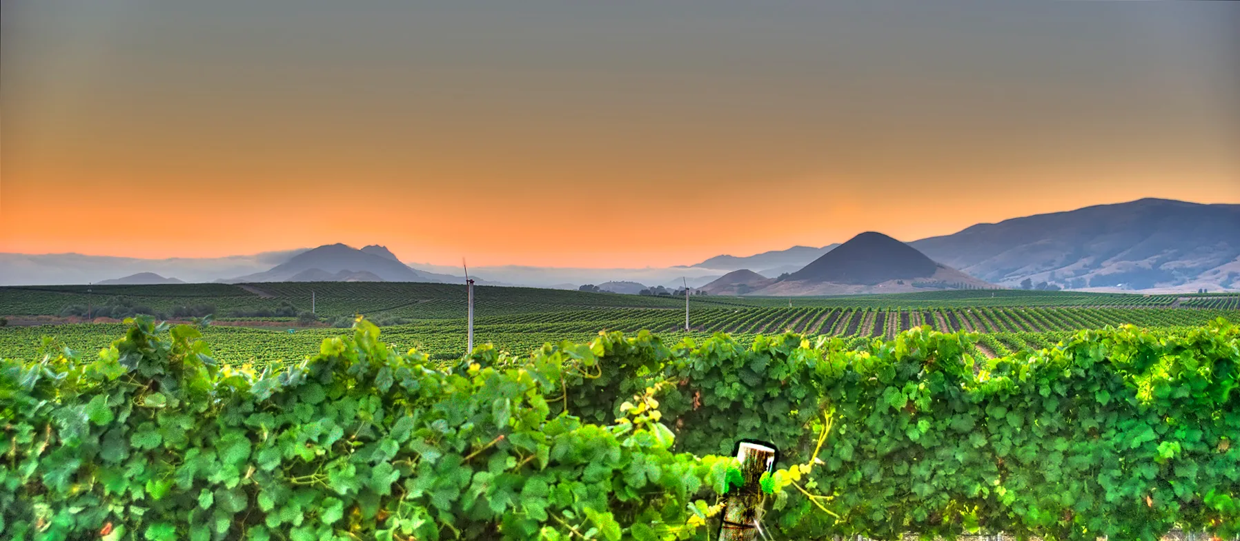 Rolling vineyards in the Edna Valley near San Luis Obispo, California