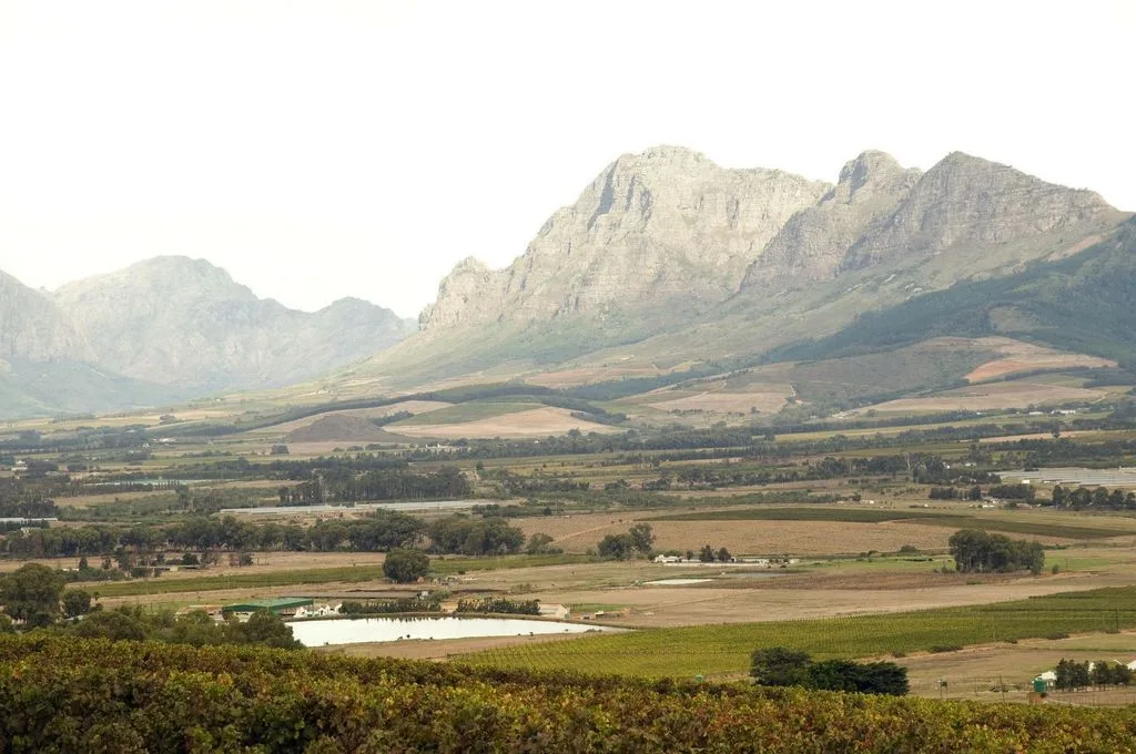 Vineyards backed by mountains in the Stellenbosch wine country, South Africa