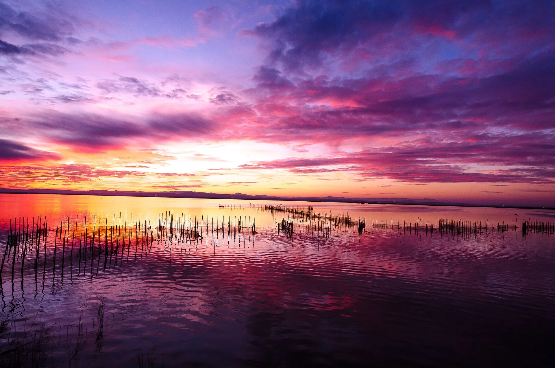 The rice paddies of the Albufera near Valencia, home of paella, Spain