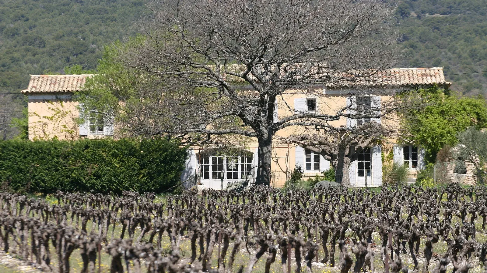 A traditional Provençal mas (stone farmhouse) with old vines and a large tree in the Luberon countryside, France