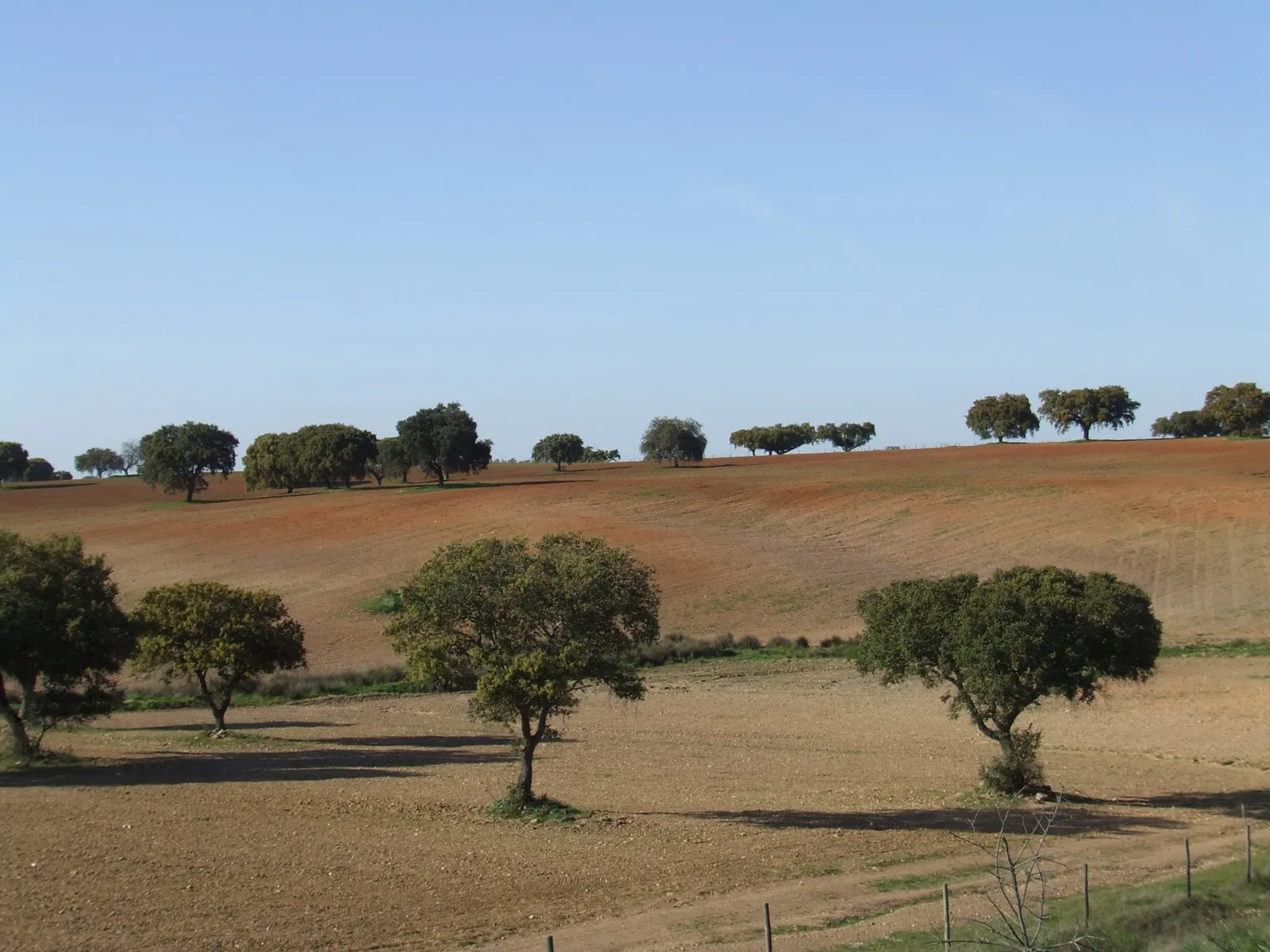 Rolling golden plains dotted with cork oak trees in the Alentejo countryside near Castro Verde, Portugal