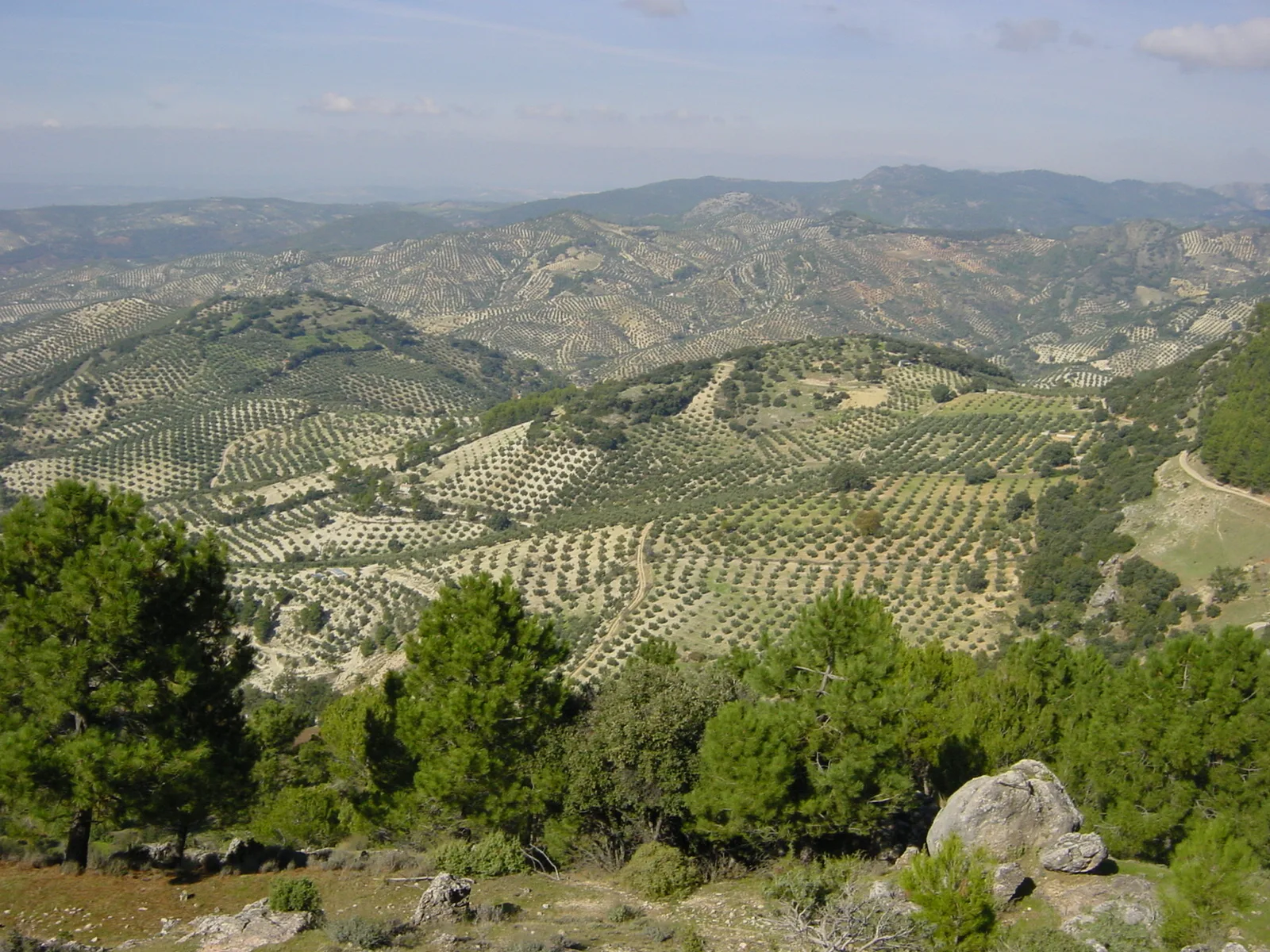 Rows of olive groves stretching toward mountains in Jaén, Andalusia, Spain