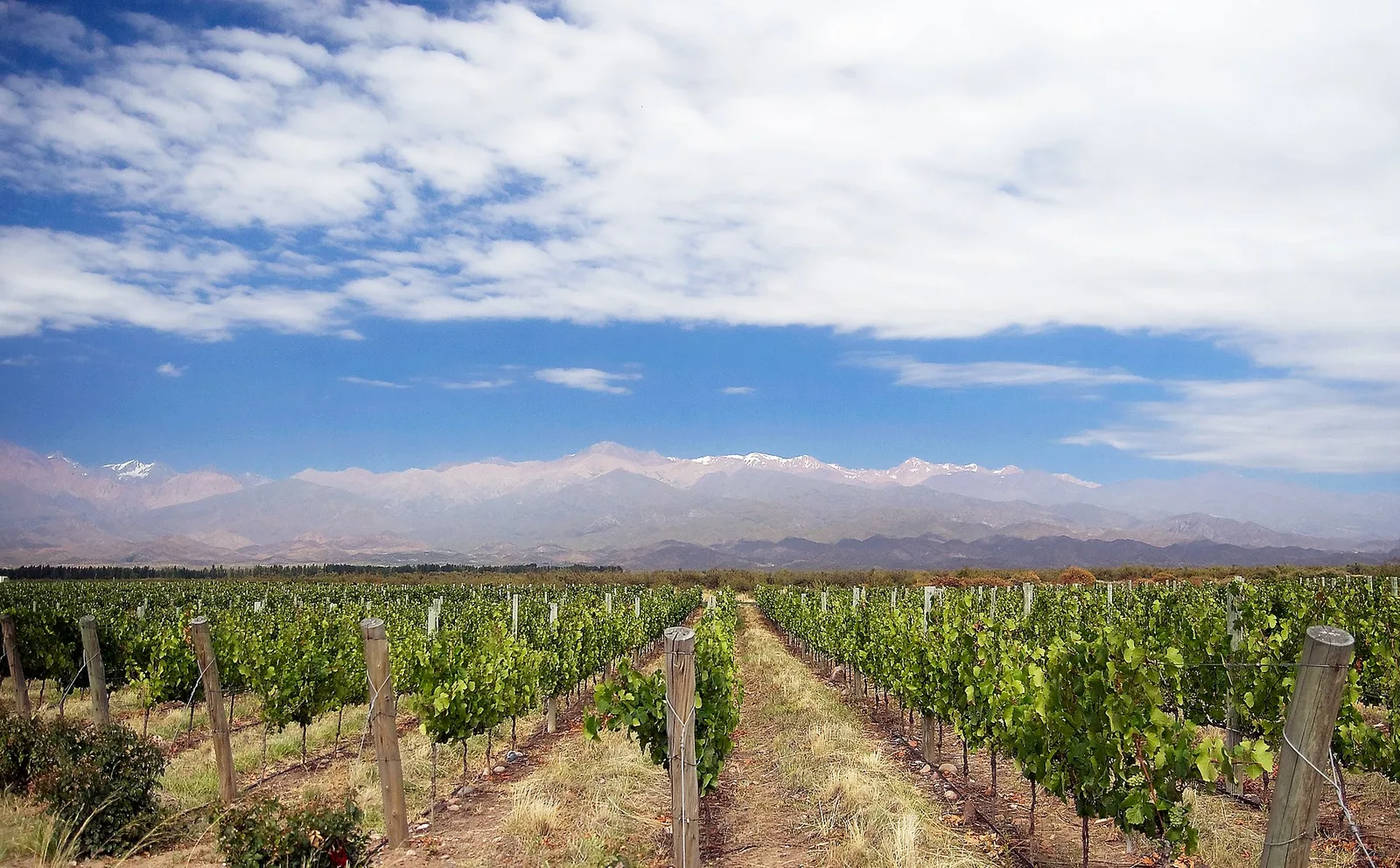 Rows of vineyards leading to the snow-capped Andes mountains near Mendoza, Argentina