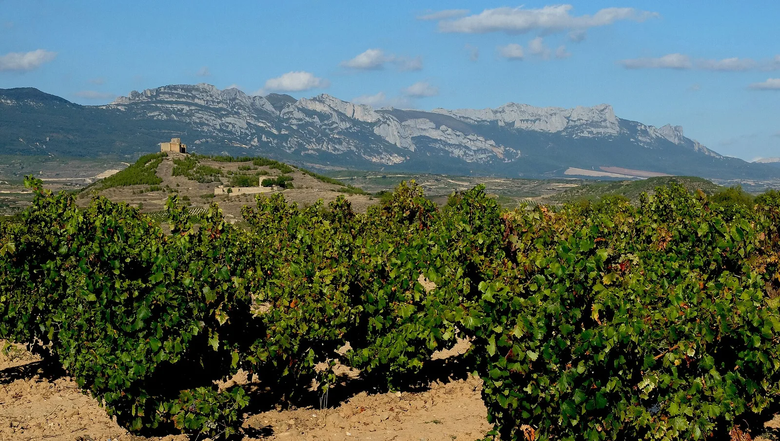 Vineyards below the Sierra de Cantabria with a hilltop castle in La Rioja, Spain