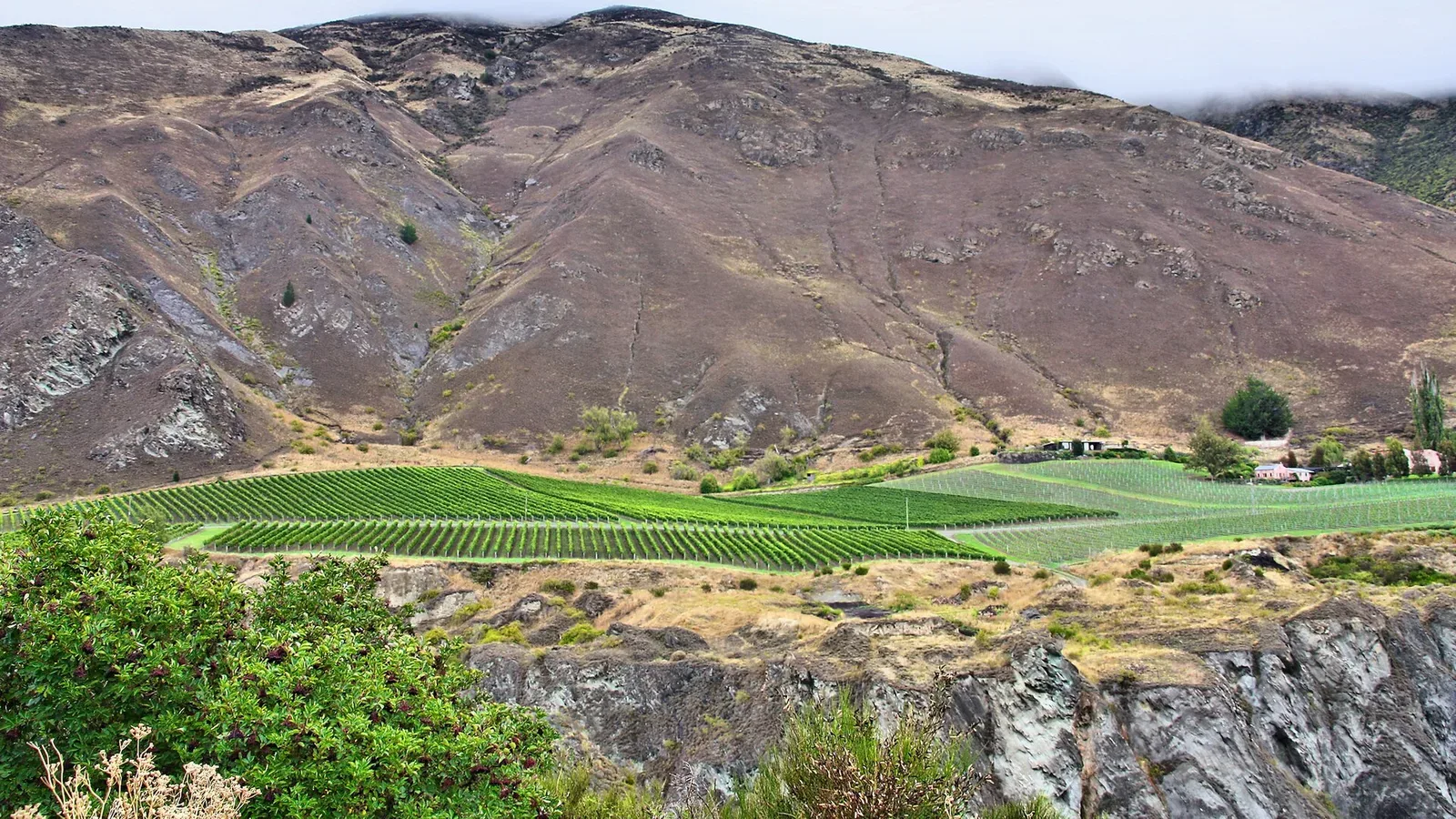 Vineyard rows below dry mountains in the Gibbston Valley of Central Otago, New Zealand