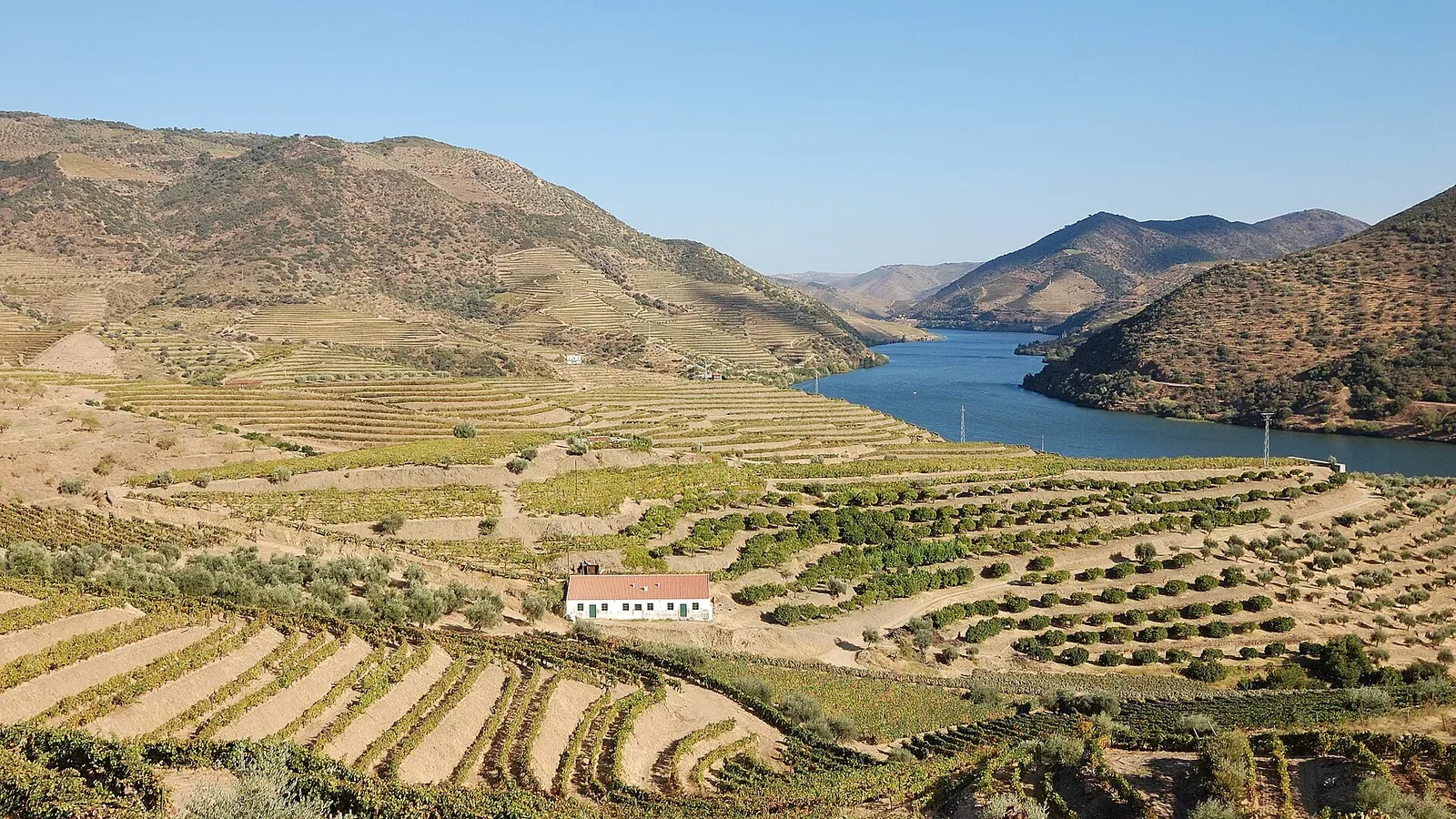 Terraced vineyards and a white quinta above the Douro river in Portugal's wine country