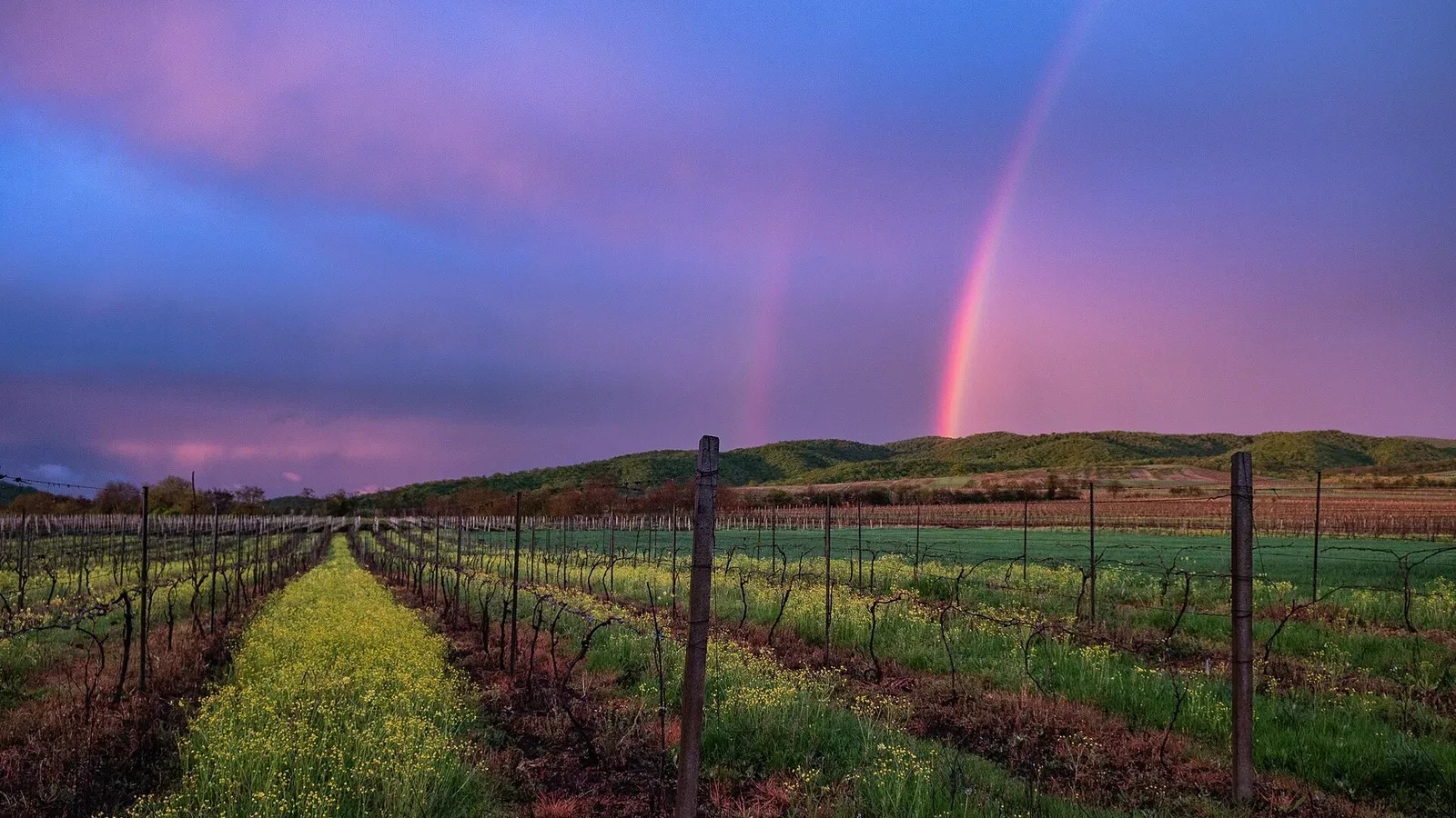 Vineyard rows leading toward a rainbow over the hills of the Kakheti wine region in Georgia