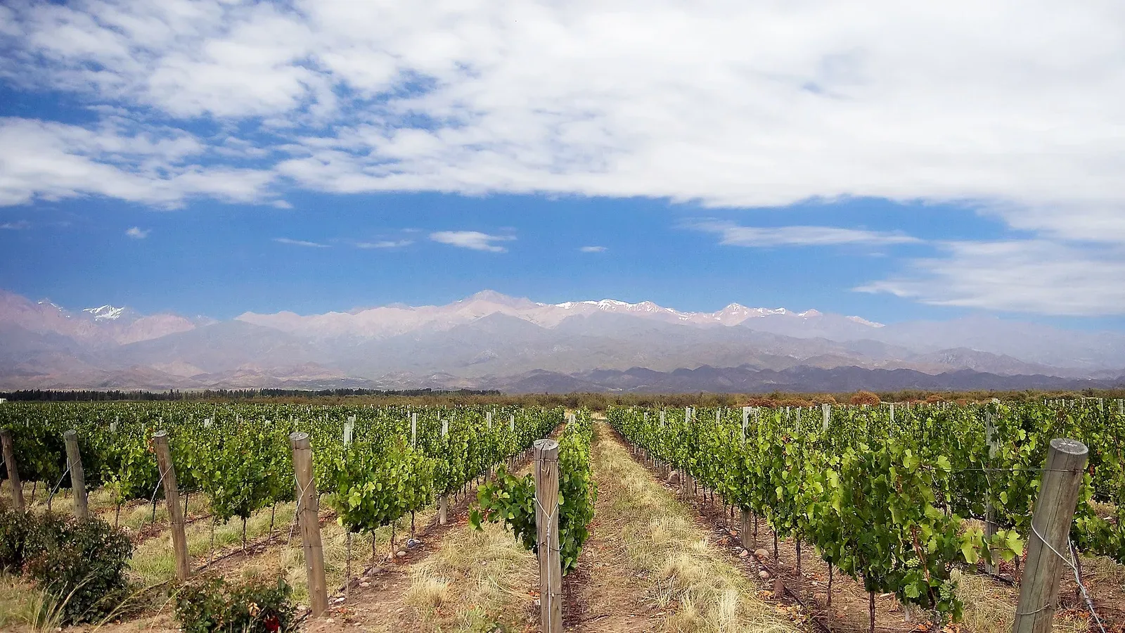 Vineyard rows with the Andes in the distance in the Mendoza wine region of Argentina