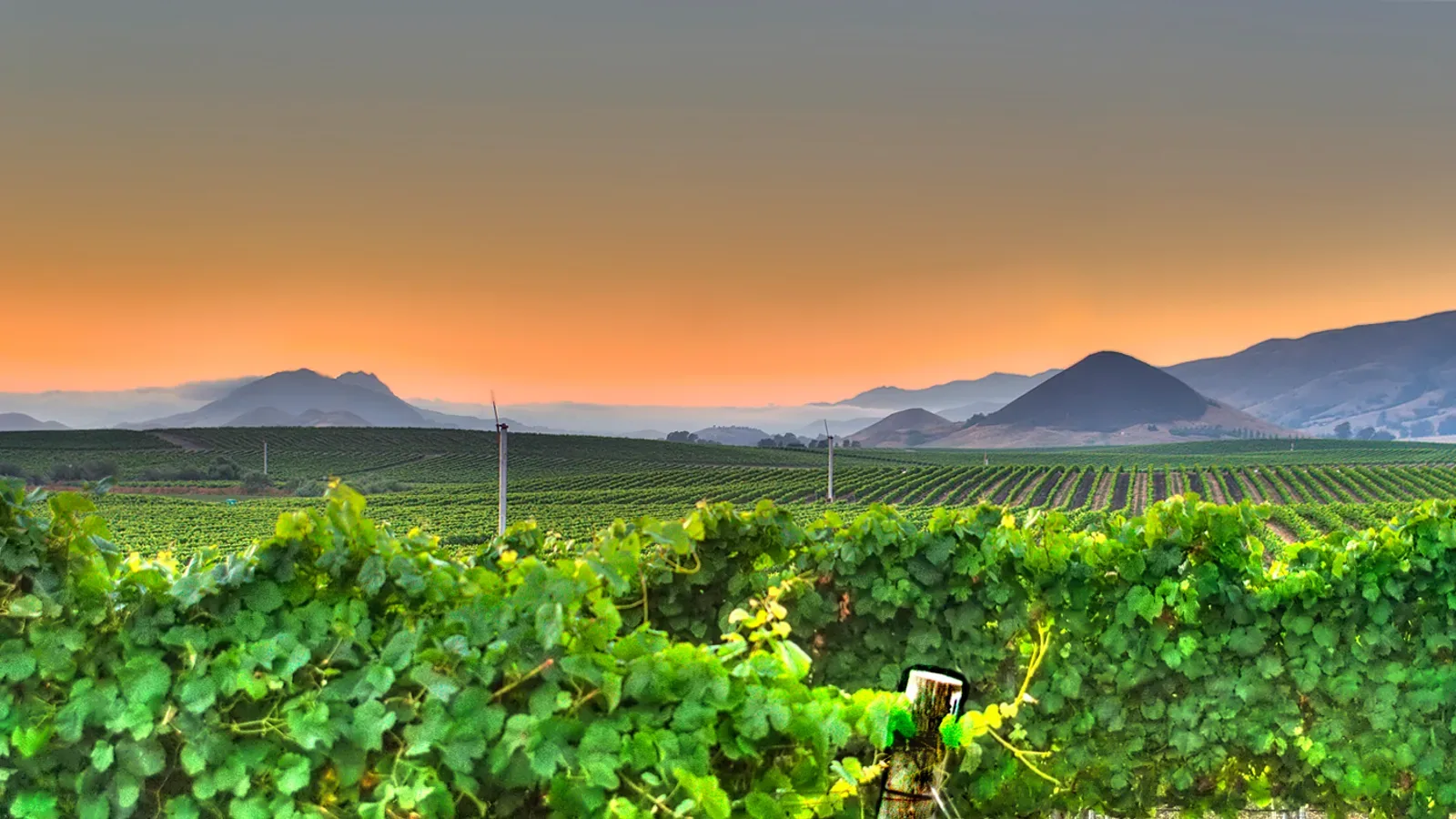 Vineyard rows at sunset in the Edna Valley wine country near San Luis Obispo, California