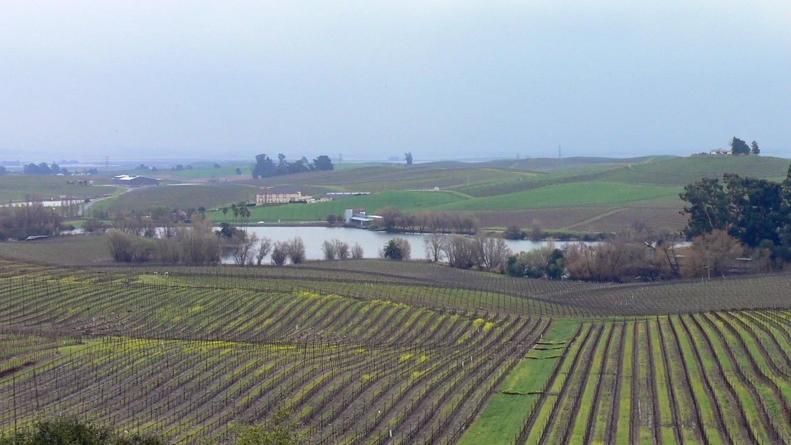 Rolling vineyard rows in the Carneros district of Sonoma County wine country, California