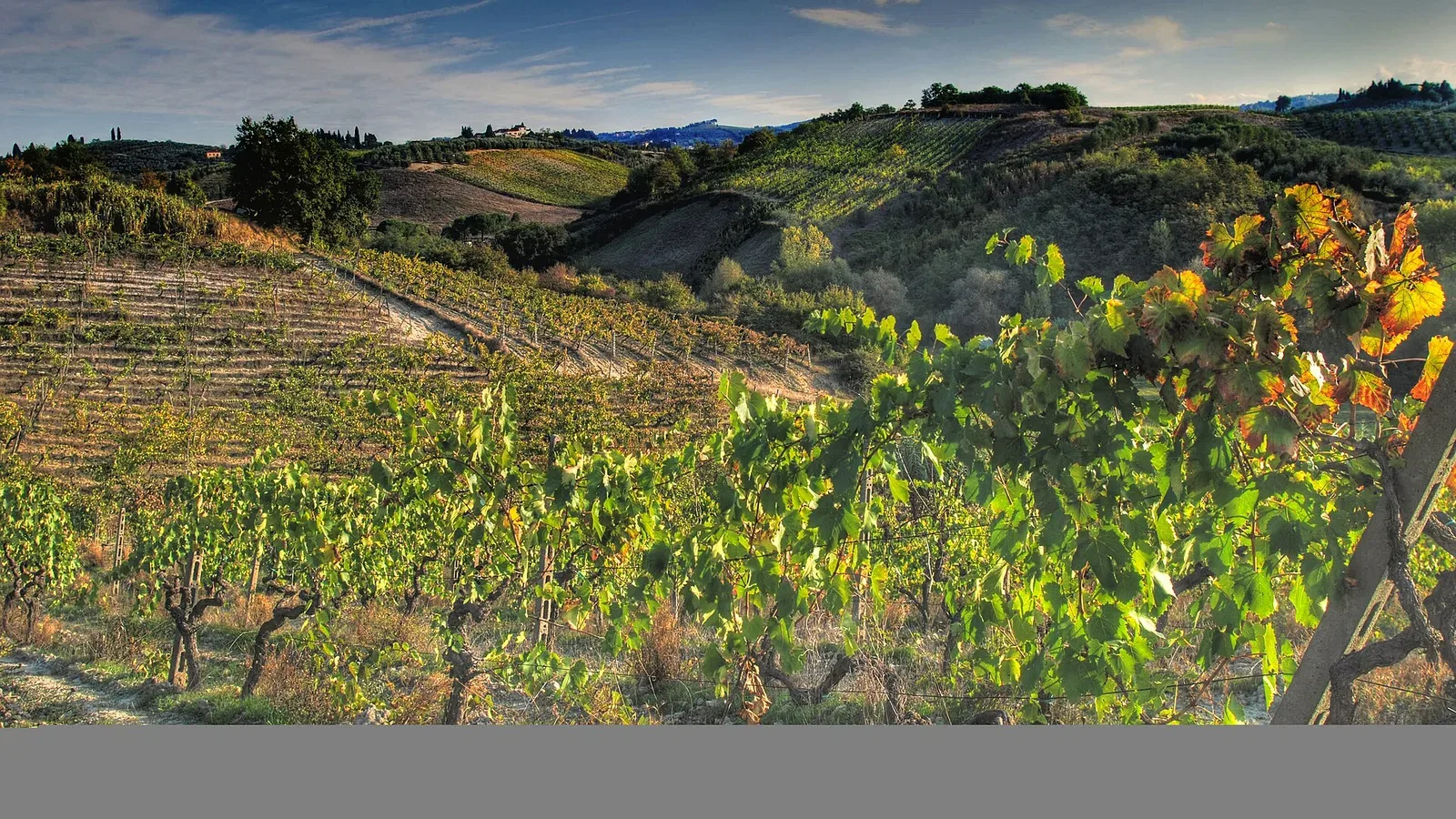 Vineyard rows across autumn hills in the Chianti wine country of Tuscany, Italy