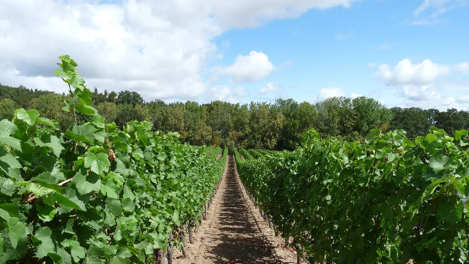Vineyard rows under a bright sky at a Willamette Valley winery in Oregon