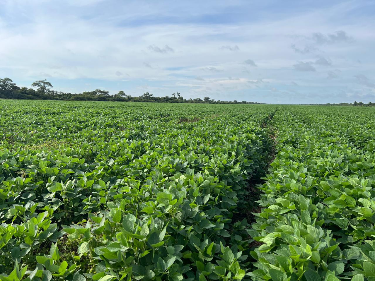 Linda Propiedad Agricola  De 604ha Por Pailon Sur, Entrando 70km