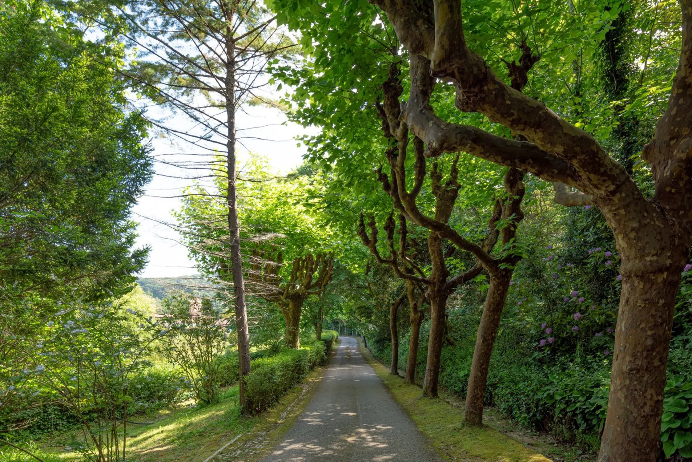 Quinta - Photo 12