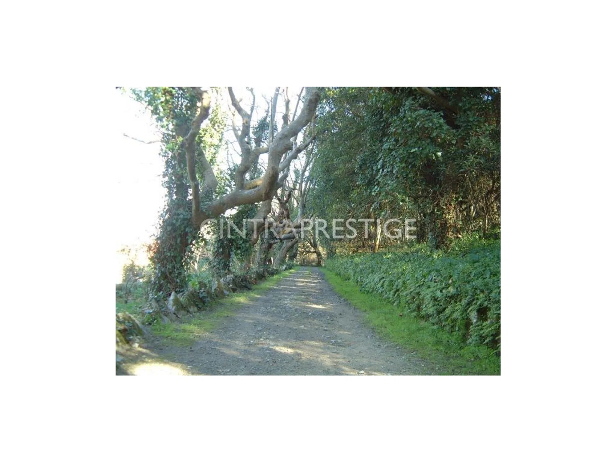 Quinta - Photo 12