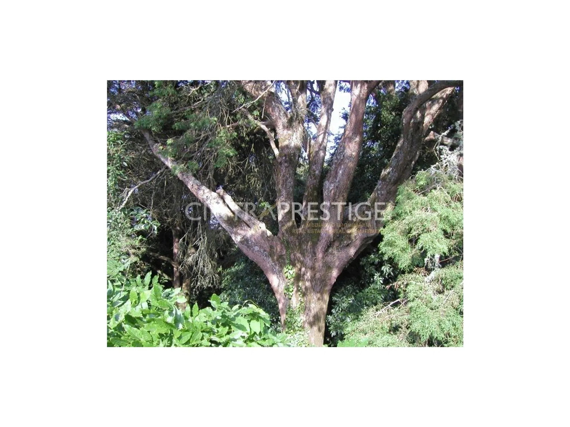 Quinta - Photo 15