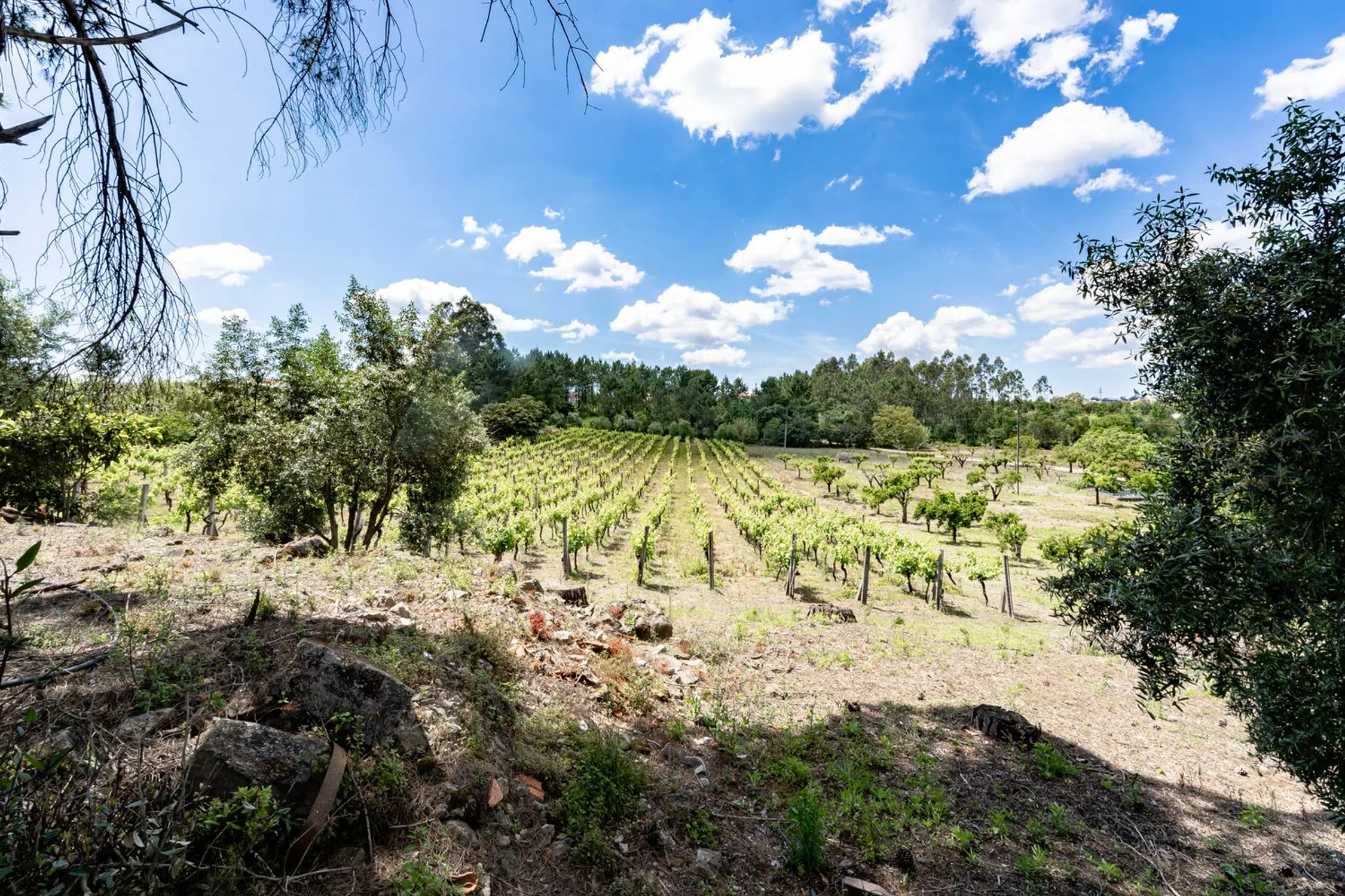 Quinta em quinta dos Lagares - Photo 11