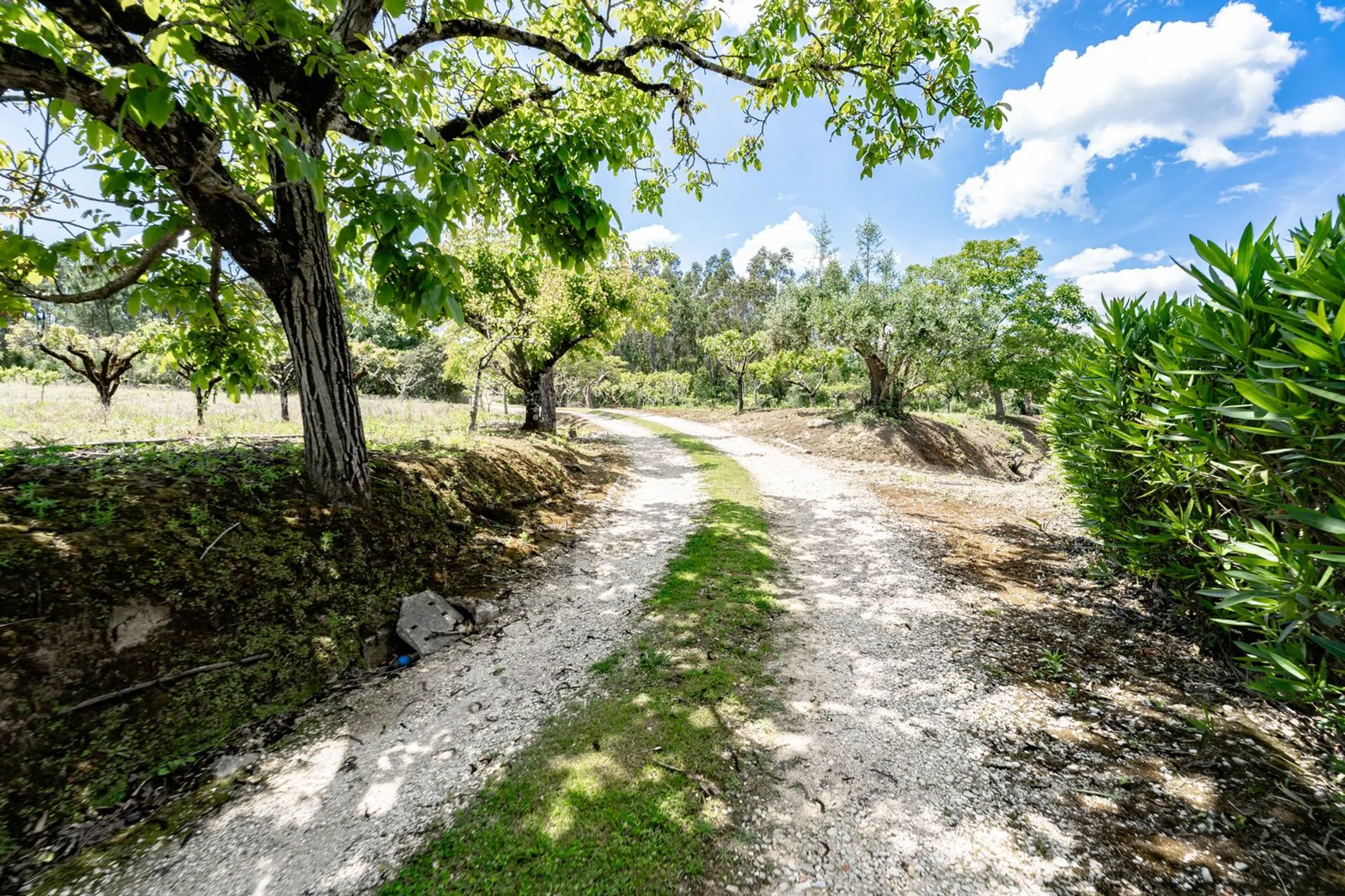 Quinta em quinta dos Lagares - Photo 18