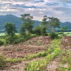 Land for sale in Pong Ta Long Nakhon Ratchasima - Photo 11