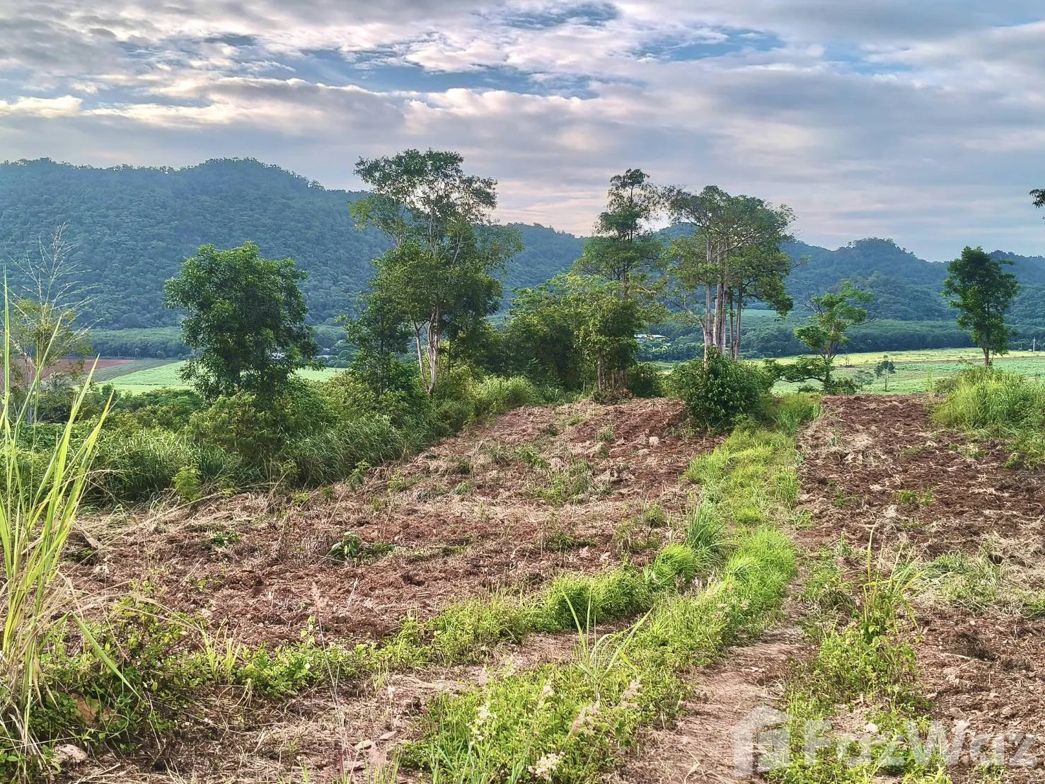 Land for sale in Pong Ta Long Nakhon Ratchasima - Photo 16