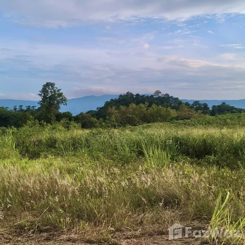 Land for sale in Pong Ta Long Nakhon Ratchasima - Photo 8