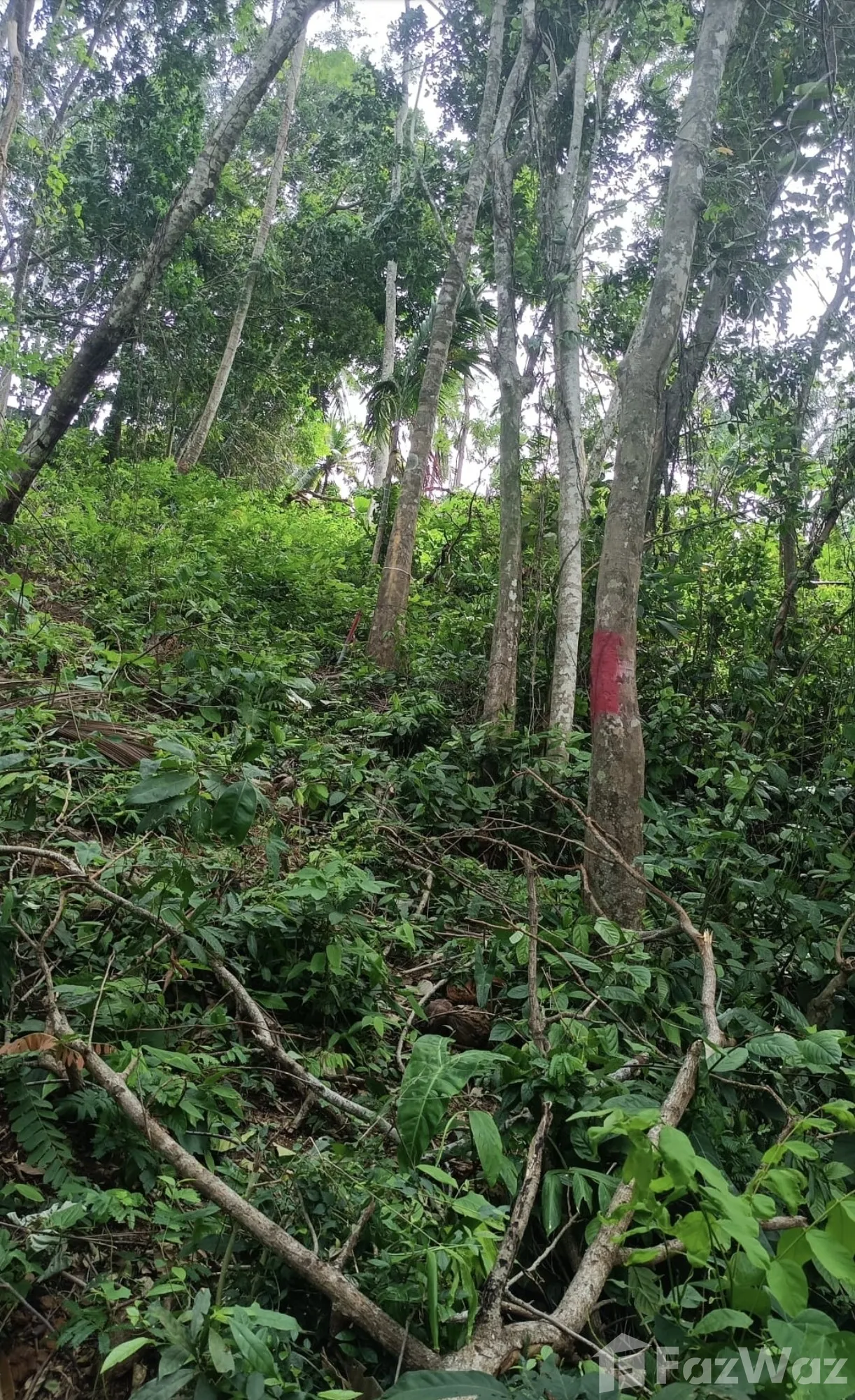 Land for sale in Choeng Thale Phuket - Photo 19